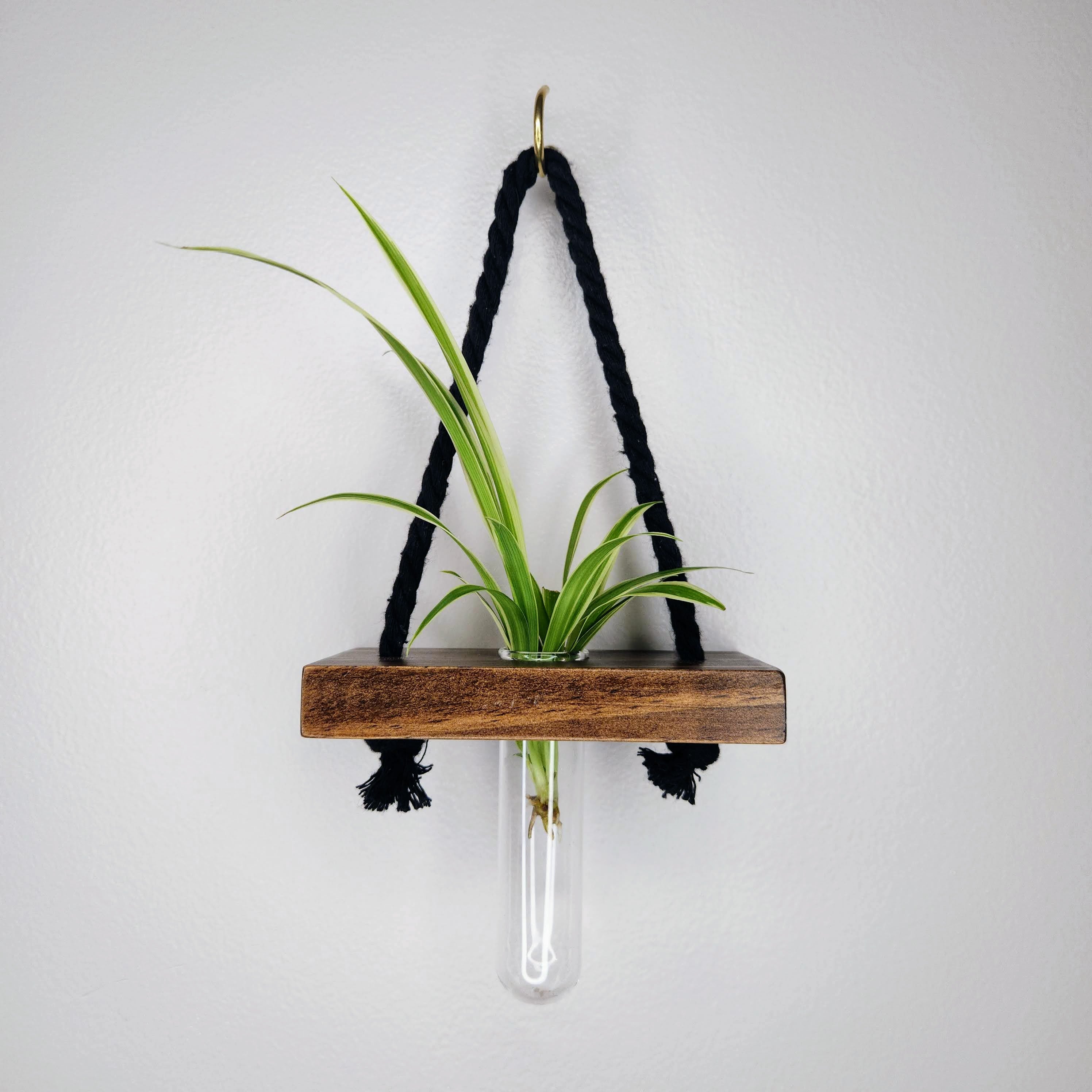 propagating hanging plants Dark 1 Tube Hanging Propagation Station for Houseplants