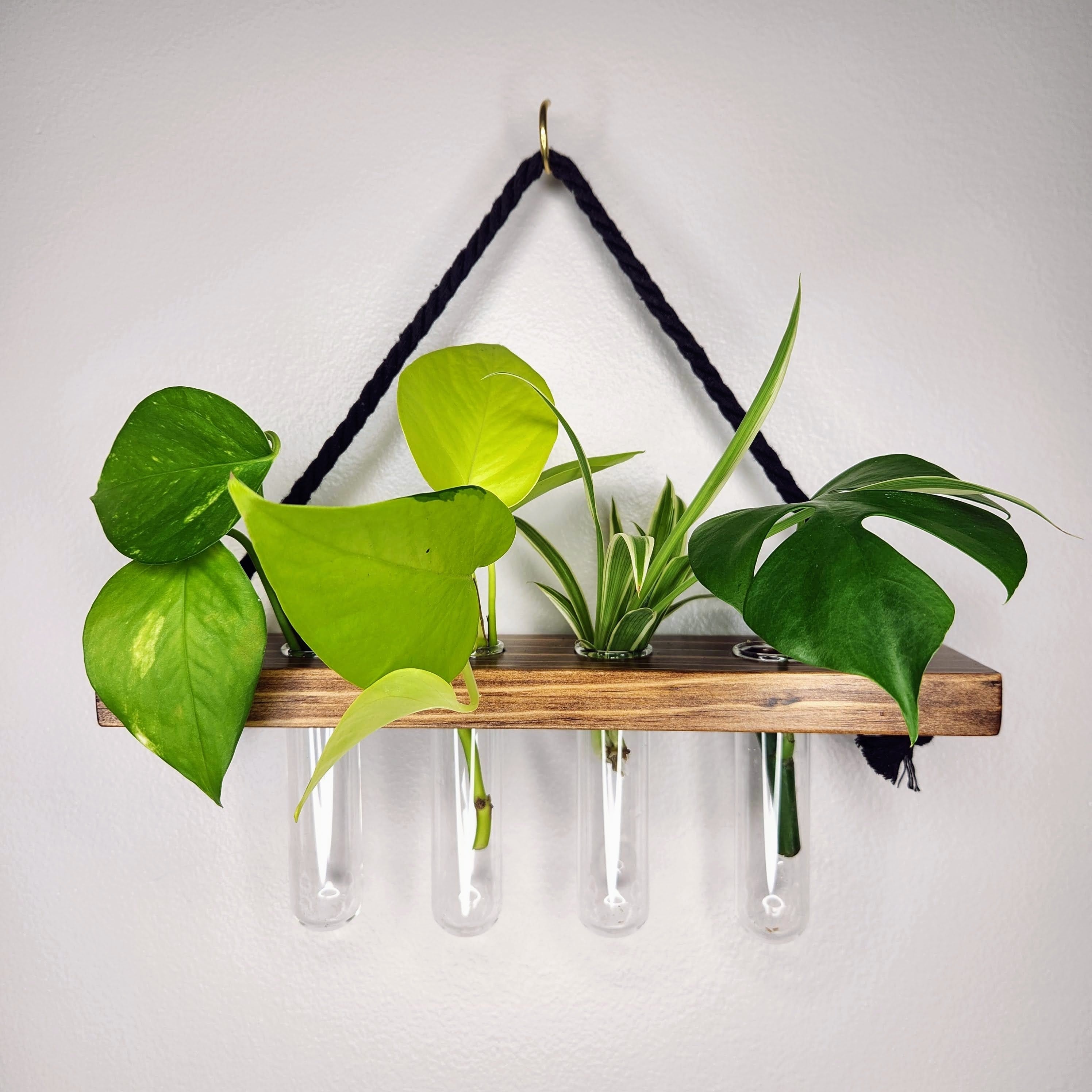 propagate hanging plants Dark 4 Tube Hanging Propagation Station for Houseplants – Choppy Poppy's