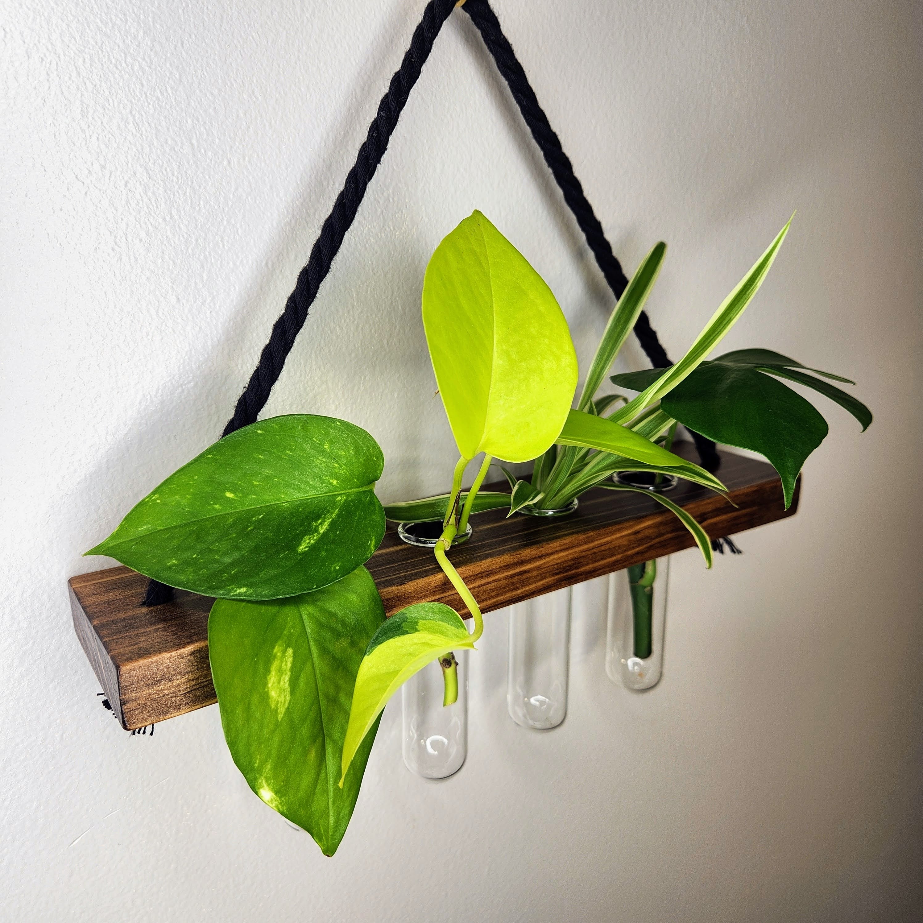 plant propagation wall hanging Dark 4 Tube Hanging Propagation Station for Houseplants – Choppy Poppy's